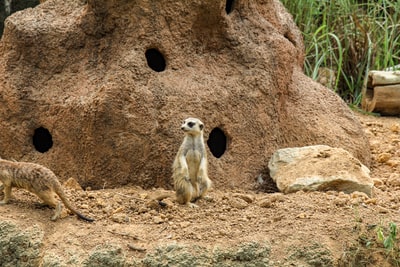 站在岩石旁边有洞的白色和棕色猫鼬